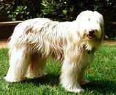 Brown and Fawn | Bearded Collie Club of America